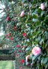 780-Espalier-Camellia.jpg