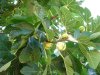 variegated fig 1.jpg