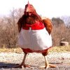 funny-hen-chicken-300x300.jpg