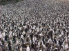 Penguins.png
