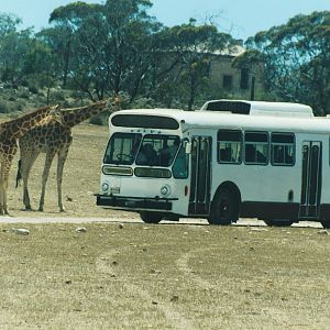 Giraffe bus stop
