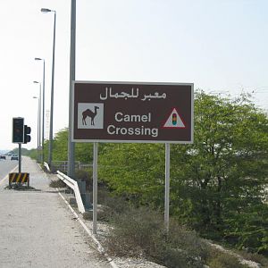 Wildlife Crossing in the Middle East?