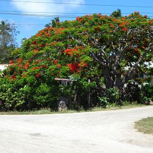 Tropical garden, Kanokupolu, Tonga
