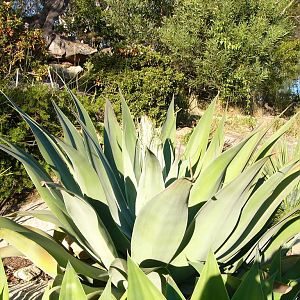 Agave - before