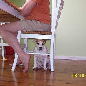 milly (the paranoid dog) under a chair