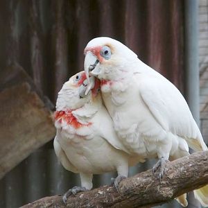 Smoochy cockatoos