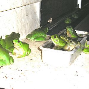 Frog buddies