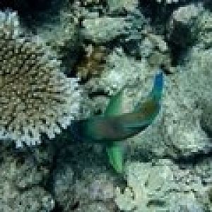 Diving... Great Barrier Reef