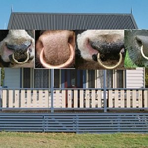Bull nose verandah