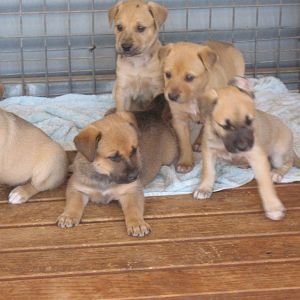 Mixed_Breed_6_weeks_old_x_pups_310812_6_of_them