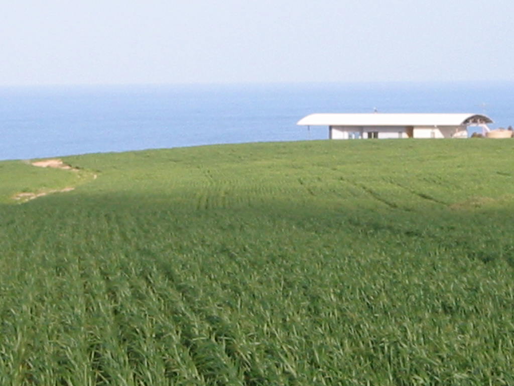 beachhouse from wheat paddock