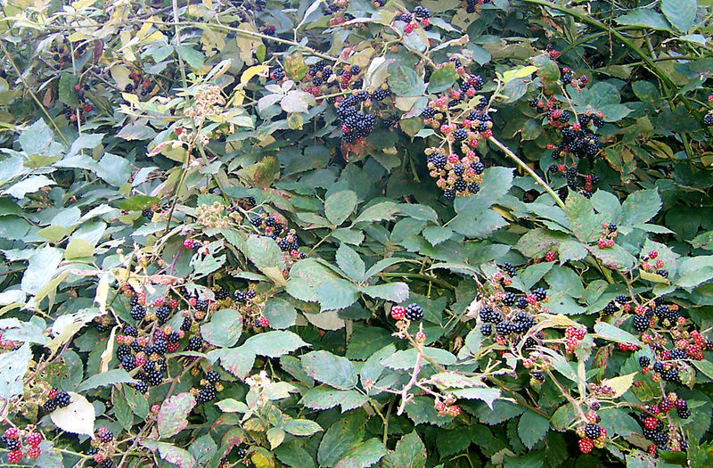 blackberry_bush