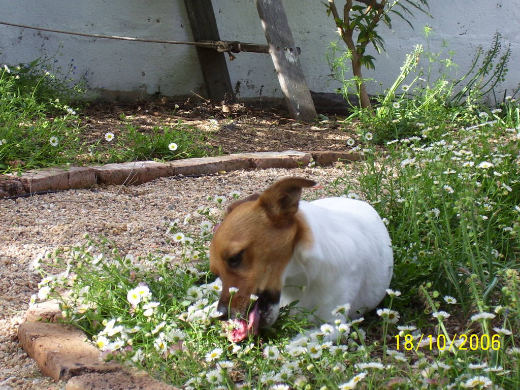 max (the 'doggiest' dog) eating a bone in the garden