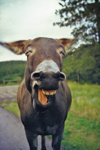 donkey-humor-01.jpg
